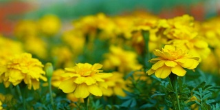 美丽的春天与黄色的花，多莉拍摄