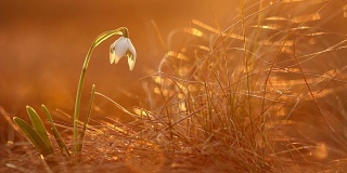 宏伟的金色阳光在美丽的雪花莲上盛开着野生的春花。大自然中美丽的野花