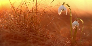宏伟的金色阳光在美丽的雪花莲上盛开着野生的春花。大自然中美丽的野花