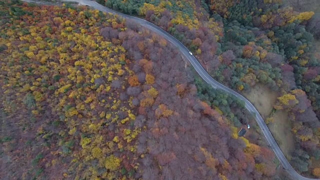 在特拉布宗省秋天的森林道路的镜头