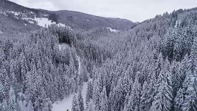 鸟瞰图|冬季和雪域森林|阿尔卑斯山