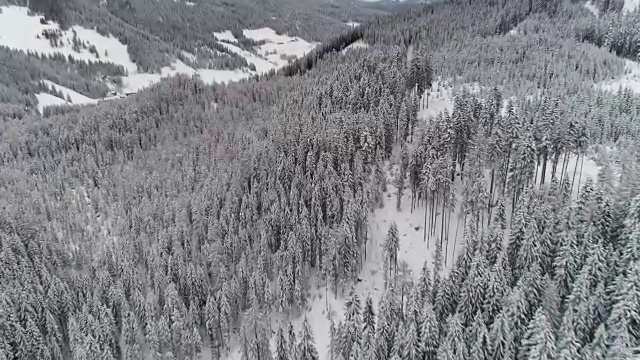 鸟瞰图|冬季和雪域森林|阿尔卑斯山