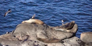 一组海豹的慢动作视频