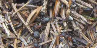红蚂蚁(木蚂蚁)一起在蚁丘上工作的特写