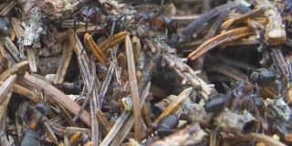 红蚂蚁(木蚂蚁)一起在蚁丘上工作的特写