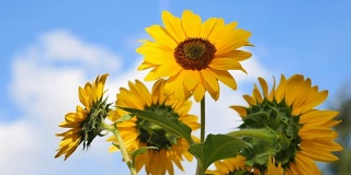 Flowers of sunflowers