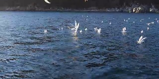 海鸥以水为食