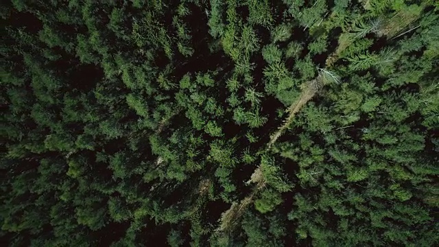 无人机上升和旋转森林道路。空中4K垂直缩小背景拍摄安静的常绿格局