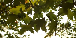 树叶中耀眼的阳光的特写。