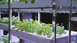有机水培蔬菜种植农场，室内绿色水培有机沙拉蔬菜。视频素材模板下载