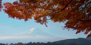 秋天富士山的红枫