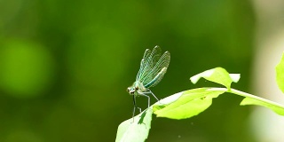 一只绿色的蜻蜓坐在一片叶子上，融化了它的翅膀。
