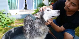 男人在花园里给狗洗澡。一只西伯利亚哈士奇被主人清洗