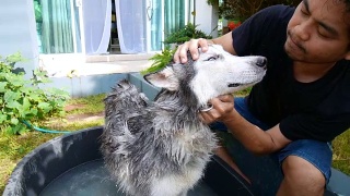男人在花园里给狗洗澡。一只西伯利亚哈士奇被主人清洗视频素材模板下载