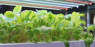 有机水培蔬菜种植农场，室内绿色水培有机沙拉蔬菜。