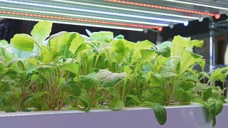 有机水培蔬菜种植农场，室内绿色水培有机沙拉蔬菜。视频素材模板下载