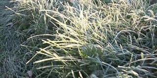霜草茎与霜在初秋寒冷的早晨。FullHD
