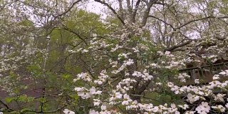 一间小木屋前，白色的山茱萸在春天盛开
