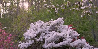 白色，粉红色和红色的杜鹃花与镜头光晕在森林设置