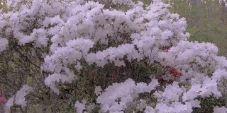慢镜头推进白色杜鹃花开花植物与蜜蜂授粉