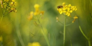 蜜蜂从芥菜花蜜中采集花蜜的慢动作。