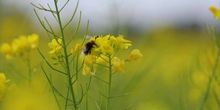 蜜蜂从芥菜花蜜中采集花蜜的慢动作。