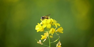 蜜蜂从芥菜花蜜中采集花蜜的慢动作。