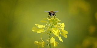 蜜蜂从芥菜花蜜中采集花蜜的慢动作。