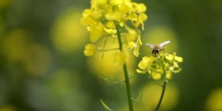 蜜蜂从芥菜花蜜中采集花蜜的慢动作。