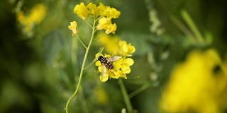 蜜蜂从芥菜花蜜中采集花蜜的慢动作。