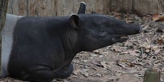 泰国热带森林中的野生动物，貘在丛林深处的地面上睡觉
