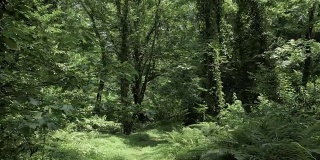 夏日的热带雨林，在最大的公园之一——格鲁吉亚的巴统