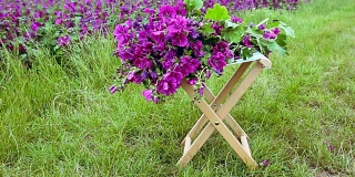 花前紫花锦葵篮子的画面