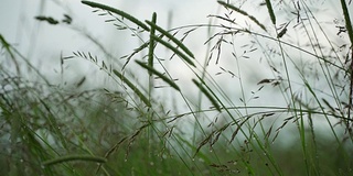 野草带露珠薄雾清晨在草甸上盛开，草甸在清新的日子里在雨后野花盛开，可见雨滴，四季概念，生态，天气，夏季，春季，自然明亮的宏观景观