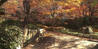 安静的角落里有日本花园的红枫树
