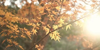 淘金:冬日里黄色枫叶间的阳光