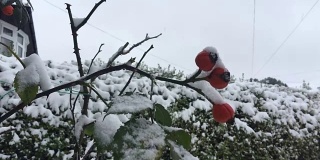 清脆的白雪落在一个古雅的英国花园的冬季浆果灌木上(高清，慢动作)
