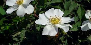 白玫瑰长在有叶有刺的树枝上