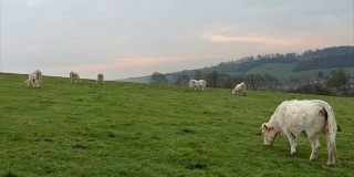 法国诺曼底，阳光明媚的一天，牛群在绿色的草地上吃草。养牛，工业农业理念。夏季田园景观，牧场供家畜饲养