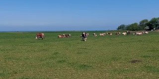 法国诺曼底，阳光明媚的一天，牛群在绿色的草地上吃草。养牛，工业农业理念。夏季田园景观，牧场供家畜饲养