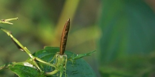 种子植物破碎慢动作