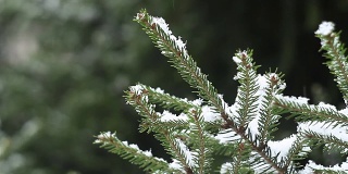 松树的树枝被雪覆盖着，在吹来的风中晃动着，映衬着白色的背景