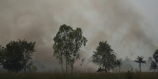 4k森林火灾或刀耕火种农业概念。