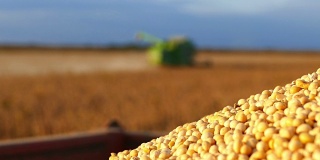 在田间收获大豆。