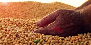 在收获期间，强壮的农民的手会收割大量的大豆。