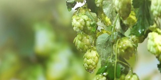 植物上的啤酒花枝条的慢动作视频