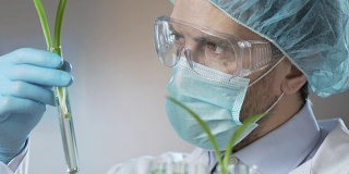 研究人员检查绿色芽，提取小麦油作为抗衰老的化妆品
