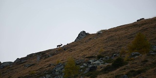 在繁殖季节，马鹿会沿着山脊奔跑并咆哮