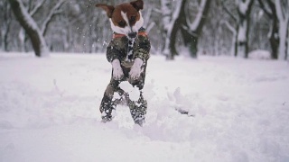 杰克罗素梗狗在雪中玩耍视频素材模板下载