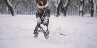 杰克罗素梗狗在雪中玩耍